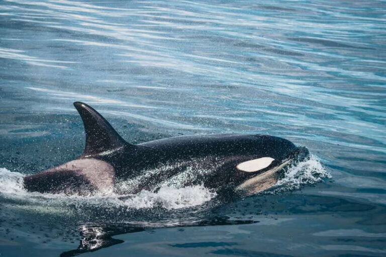 Victoria: Covered Whale Watching Adventure with Free Photos - The Experience: What Travelers Are Saying