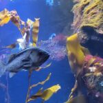 Victoria Ferry connector Waterfall Vista, Rainforest and Aquarium - Who Would Love This Tour?