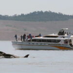 Victoria: Guided Wildlife-Watching Tour by Catamaran - The Experience in Detail