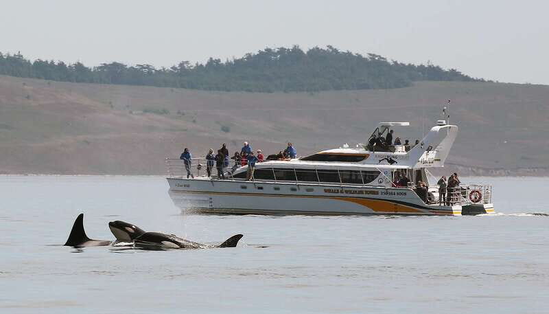 Victoria: Guided Wildlife-Watching Tour by Catamaran - The Experience in Detail