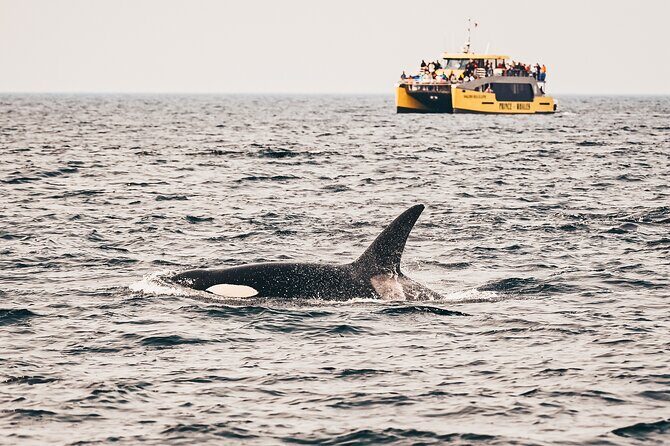 Victoria Half-Day Whale Watching Adventure with Free Photos - What Sets This Tour Apart