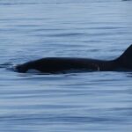Victoria Highlights & Whale Watching Tour - Final Thoughts: Who Should Consider This Tour?
