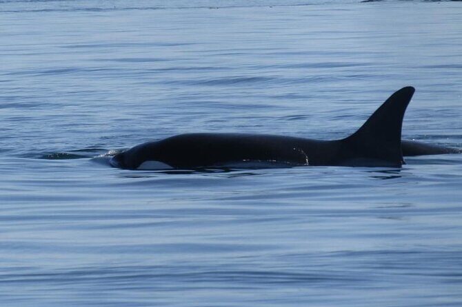 Victoria Highlights & Whale Watching Tour - Final Thoughts: Who Should Consider This Tour?