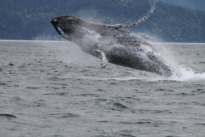 Victoria Shore Excursion: Whale-Watching Cruise with Expert Naturalist Guides - The Experience in Practice
