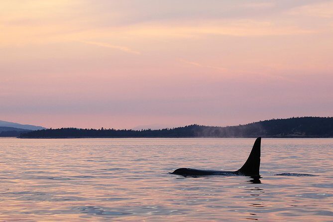 Victoria Sunset Whale-Watching Cruise - Authentic Experiences and Reviews