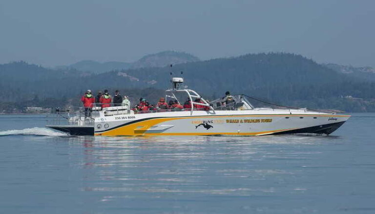 Victoria: Sunset Whale Watching Tour on an Open Scarab Boat - Is This Tour Worth It?