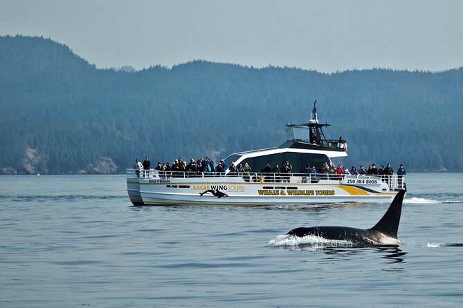 Victoria Whale and Wildlife Cruise - Who Is This Tour Best For?