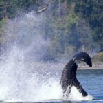 Victoria Whale Watching Cruise with Expert Naturalists - Final Thoughts