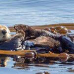 Victoria Whale Watching Tour on a Covered Vessel - The Value of the Covered Vessel Experience