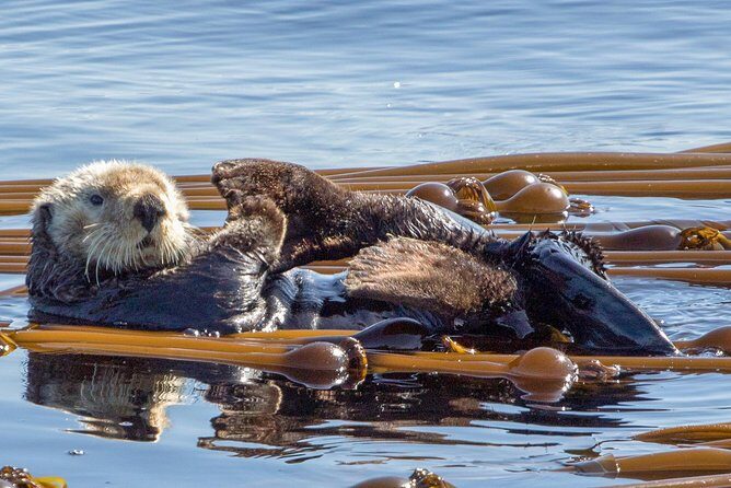 Victoria Whale Watching Tour on a Covered Vessel - The Value of the Covered Vessel Experience
