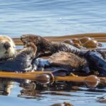 Victoria: Winter Whale Watching & Marine Wildlife Tour - The Value Proposition