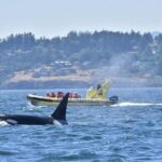 Victoria Zodiac Whale Watching Adventure - How Does the Price Stack Up?