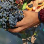 VINEYARD TOUR - How the Experience Comes Together