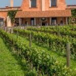 Vineyard, tour, tasting and fun in San Miguel de Allende - Who Would Love This Tour?