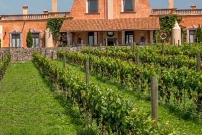 Vineyard, tour, tasting and fun in San Miguel de Allende - Who Would Love This Tour?