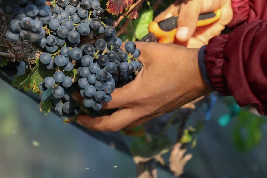 VINEYARD TOUR - How the Experience Comes Together