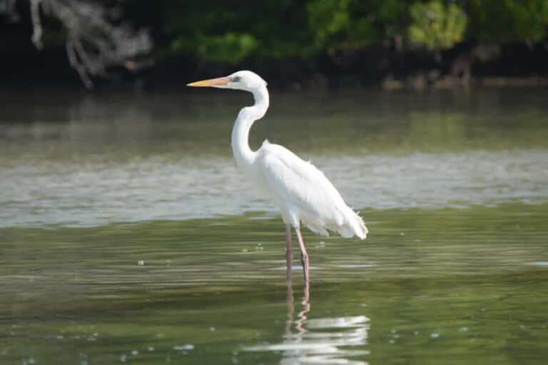 VIP Holbox Island Sunrise - 2 Points + Fruit + Coffee - What’s Included and How It Adds Up