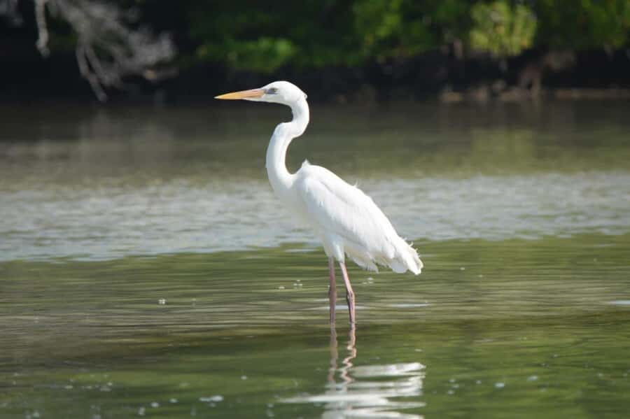 VIP Holbox Island Sunrise - 2 Points + Fruit + Coffee - What’s Included and How It Adds Up