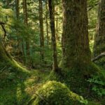 Visit Snoqualmie waterfall and an old Forest (Transport Included) - Frequently Asked Questions