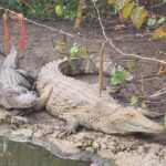 Visit to the Everglades in French - Final Thoughts