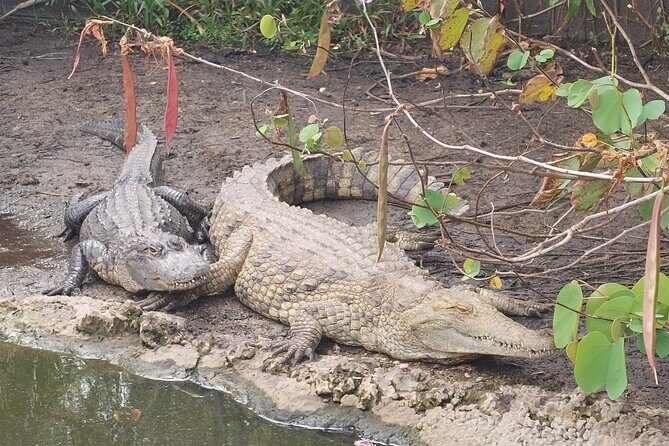 Visit to the Everglades in French - Final Thoughts