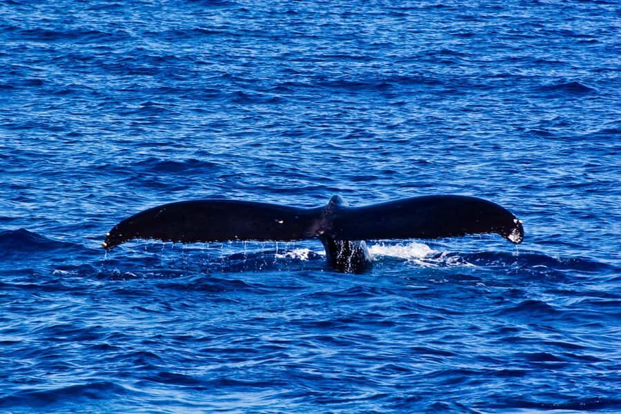 Waianae, West Oahu: Whale Watching Tour (Semi-Private Tour) - The Marine Wildlife You Might See