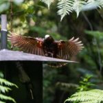 Waikato: Ancient Forest Guided Tour - Location and Access
