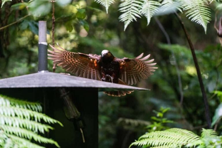 Waikato: Ancient Forest Guided Tour - Location and Access