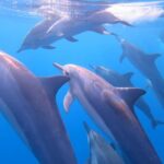 Waikiki: AM Paradise Honu Snorkeling - What Makes It Valuable?