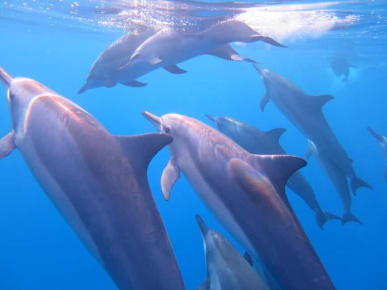 Waikiki: AM Paradise Honu Snorkeling - What Makes It Valuable?