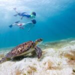 Waikiki Green Sea Turtle Snorkeling Tour - Boat Excursion - Price and Value Analysis