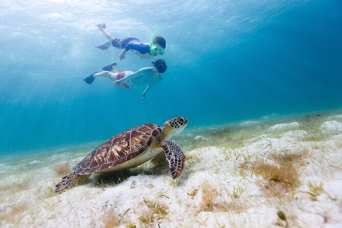 Waikiki Green Sea Turtle Snorkeling Tour - Boat Excursion - Price and Value Analysis