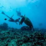Waikiki: Snorkel Tour with Hawaiian Green Sea Turtles - The Experience From Start to Finish