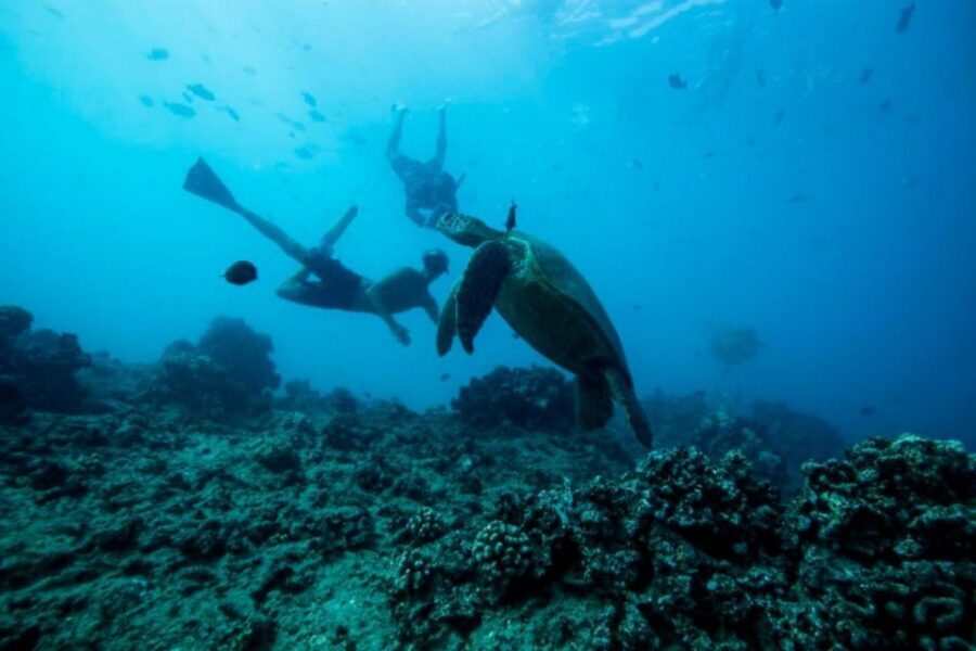 Waikiki: Snorkel Tour with Hawaiian Green Sea Turtles - The Experience From Start to Finish
