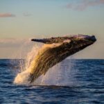 Waikiki: Sunset Whale Watching with 2 Drinks (BYOB-Friendly) - The Practicalities