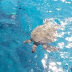 Waikiki Turtle Canyon Snorkeling Adventure - The Itinerary and Water Activities