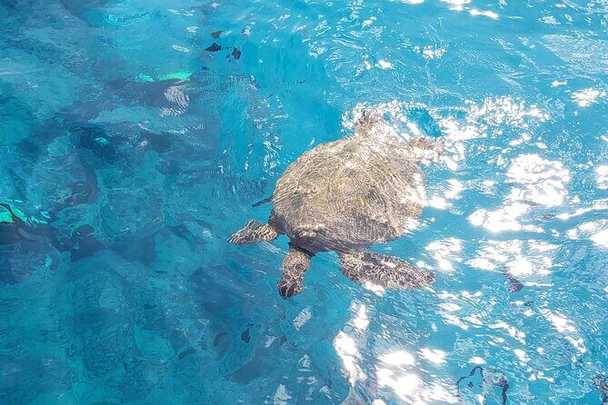 Waikiki Turtle Canyon Snorkeling Adventure - The Itinerary and Water Activities