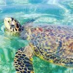 Waikiki Turtle Canyon Snorkeling and Swim Tour - Setting the Scene: What’s This Tour All About?