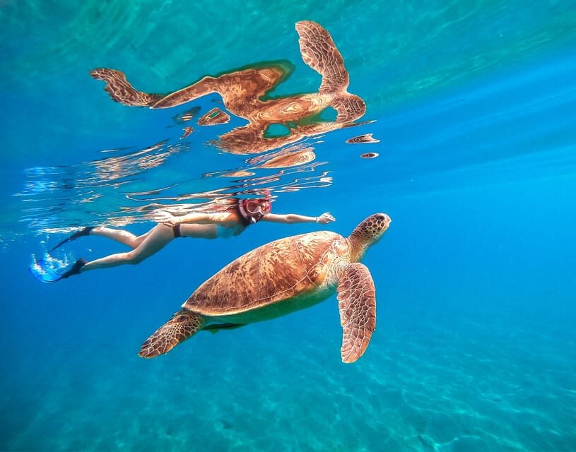 Waikiki: Turtle Snorkeling Cruise with 20ft Jumping Platform - The Practical Side: What’s Included and What to Bring