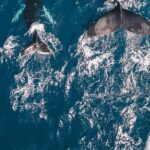 Waikiki Whale Watching Cruise - Who Is This Tour Best For?