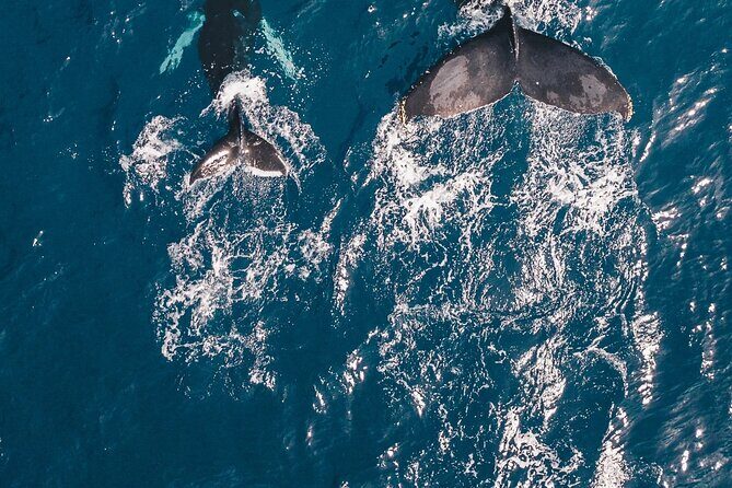 Waikiki Whale Watching Cruise - Who Is This Tour Best For?