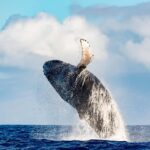 Waikiki: Whale Watching Tour - The Itinerary and Experience