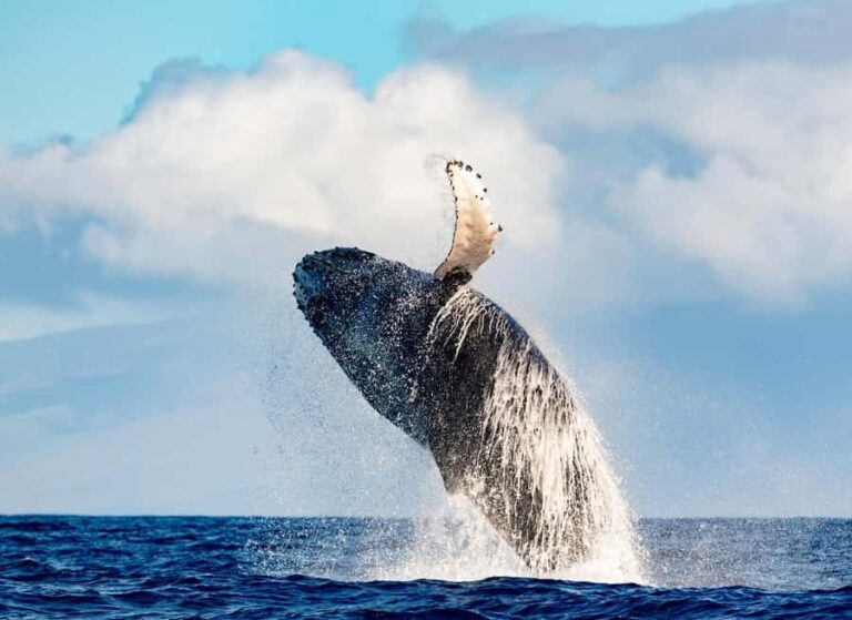 Waikiki: Whale Watching Tour - The Itinerary and Experience