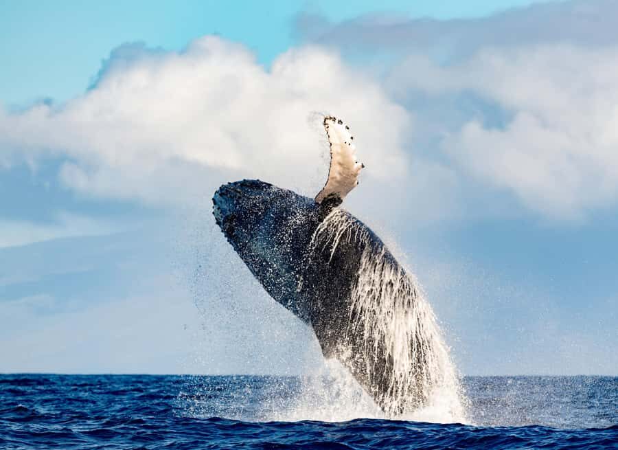 Waikiki: Whale Watching Tour - The Itinerary and Experience