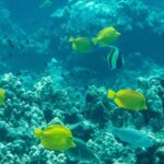 Wailea Beach: Snorkeling for Non-Swimmers Guided Tour - FAQs