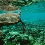 Wailea: Turtle Town Snorkeling Trip with Photo and Video - Final Thoughts: Is It Worth It?
