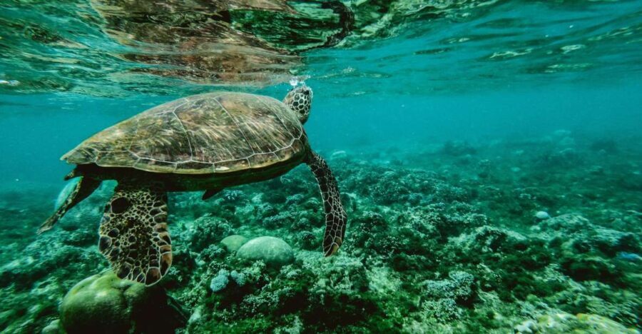 Wailea: Turtle Town Snorkeling Trip with Photo and Video - Final Thoughts: Is It Worth It?