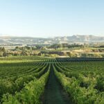 Waipara Wine Experience for 2 or more, inc tastings and lunch - Why Choose the Waipara Wine Experience?
