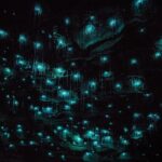 Waitomo Glow Worm Caves & Te Puia (Rotorua) Private Tour - Who Should Consider This Tour?