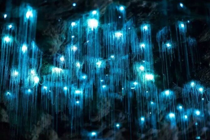 Waitomo Spellbound Glowworm Caves Small Group Tour from Auckland - What Sets This Tour Apart?